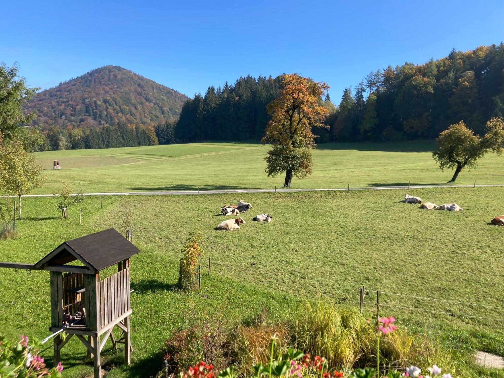 Obereggut Apartamento Hof bei Salzburg Exterior foto