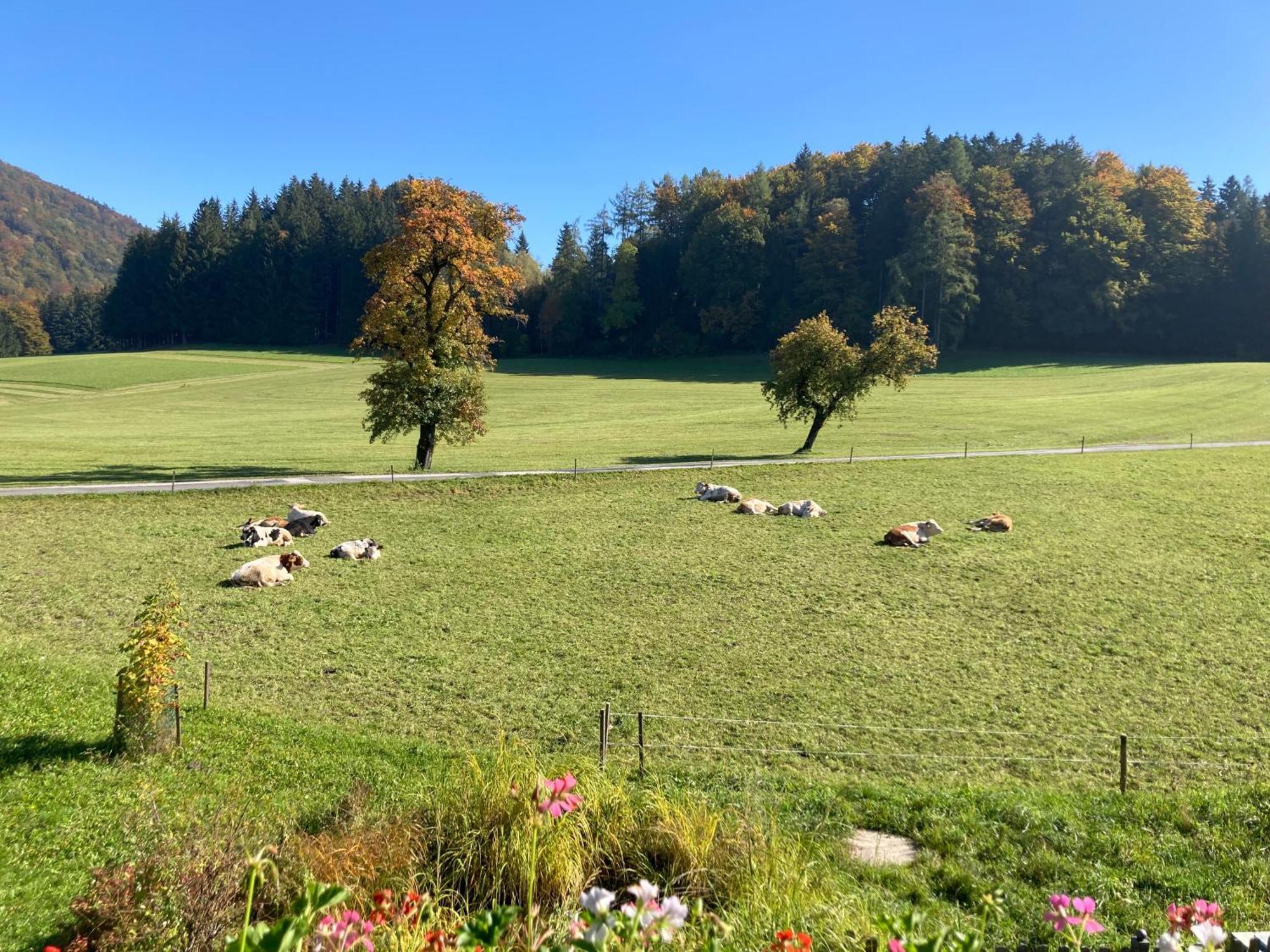 Obereggut Apartamento Hof bei Salzburg Exterior foto